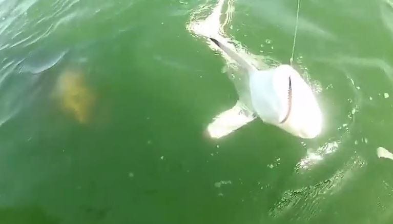 Goliath grouper eating shark Clearance